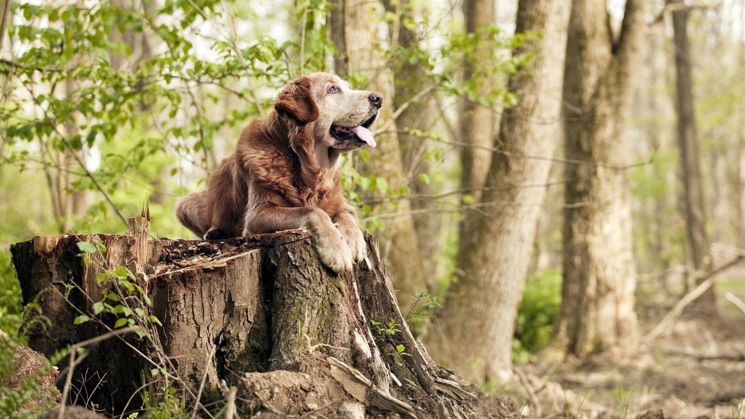 广州龙狮主场战绩持续上升,广州龙狮第三阶段赛程表