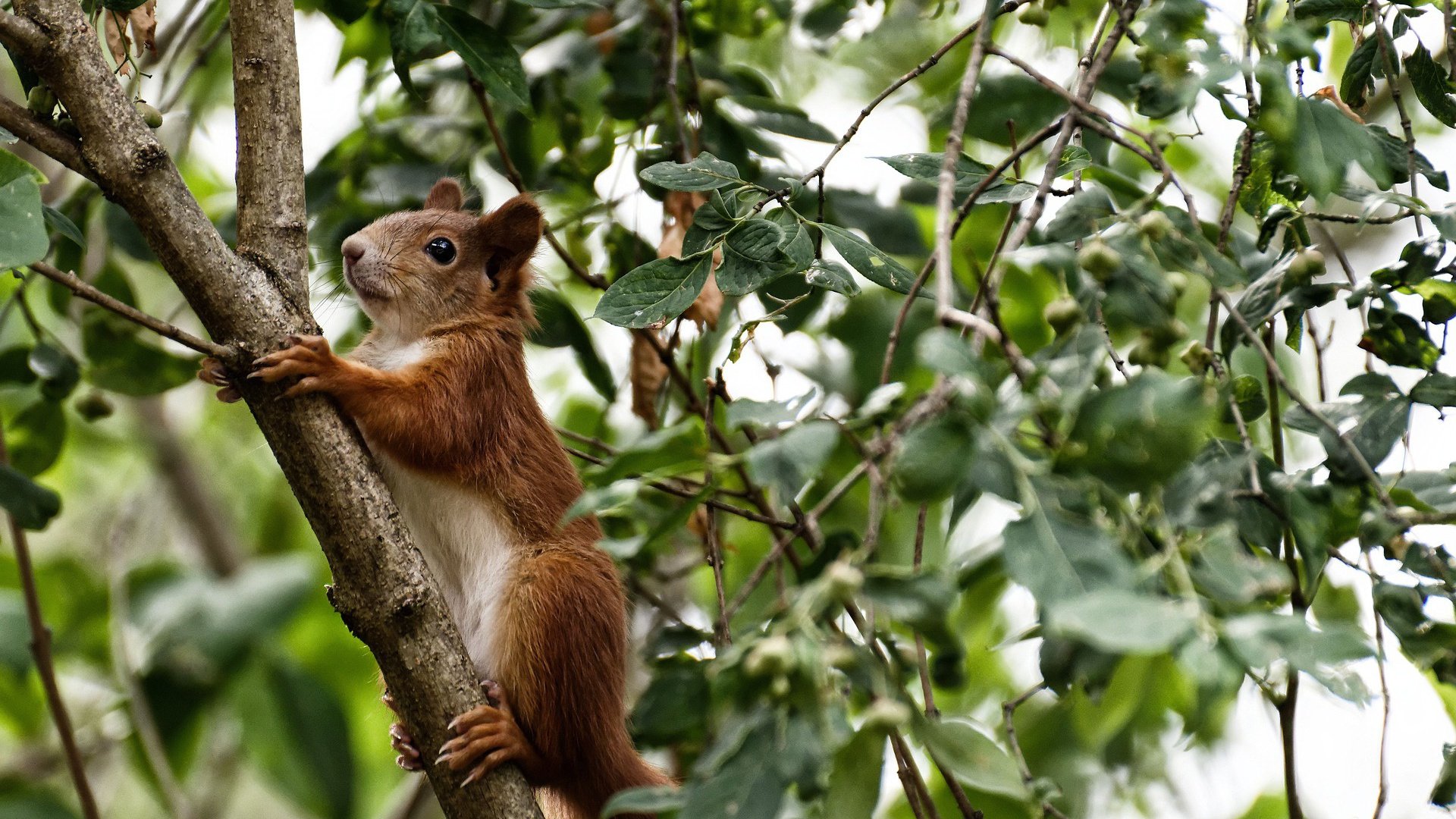 滑雪世界杯中国队取得历史性突破,2021年滑雪世界杯什么时候开幕