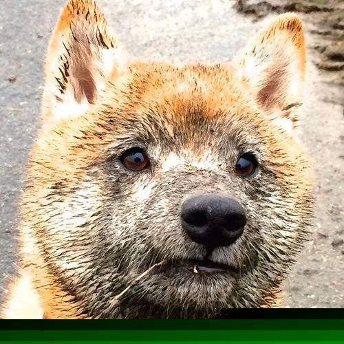 巴尔:全黑队中场的“支柱”,他的防守让对手无从突破