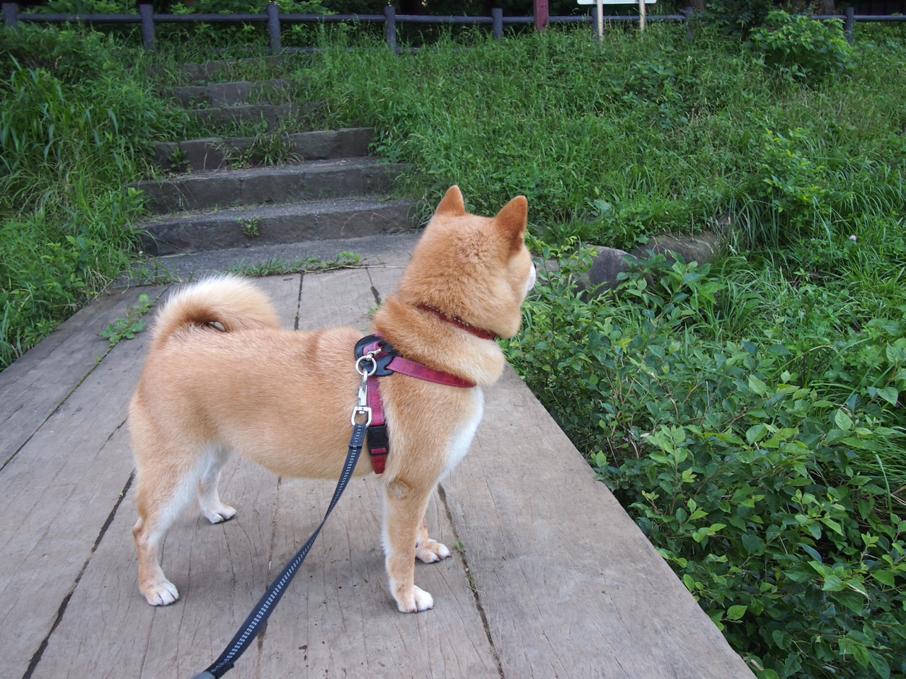 LeyuSports-篮球俱乐部战略调整方案，篮球俱乐部发展规划