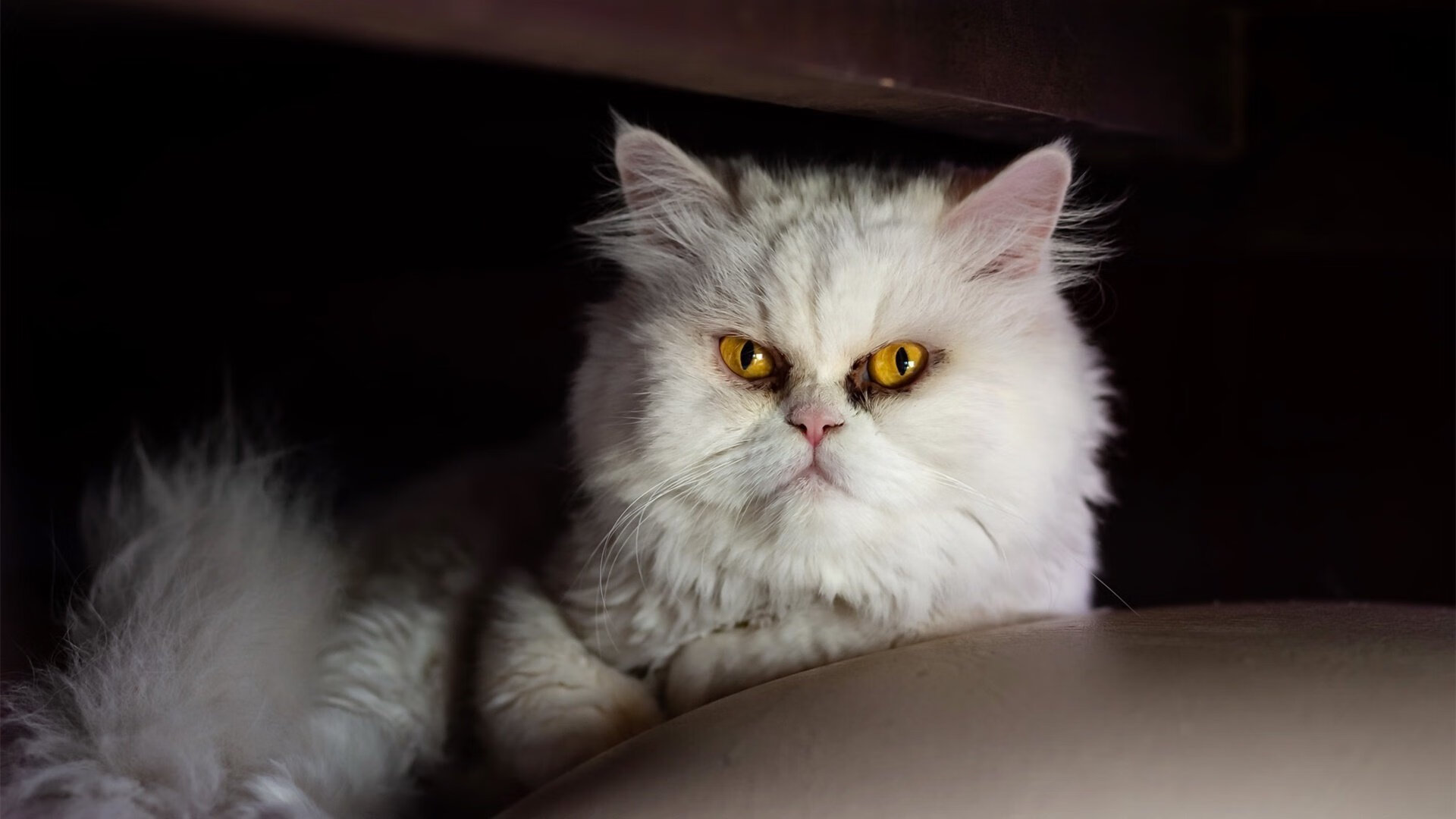 美洲杯明星纷纷亮相：激烈拼搏的炽热场景，美洲杯著名球星