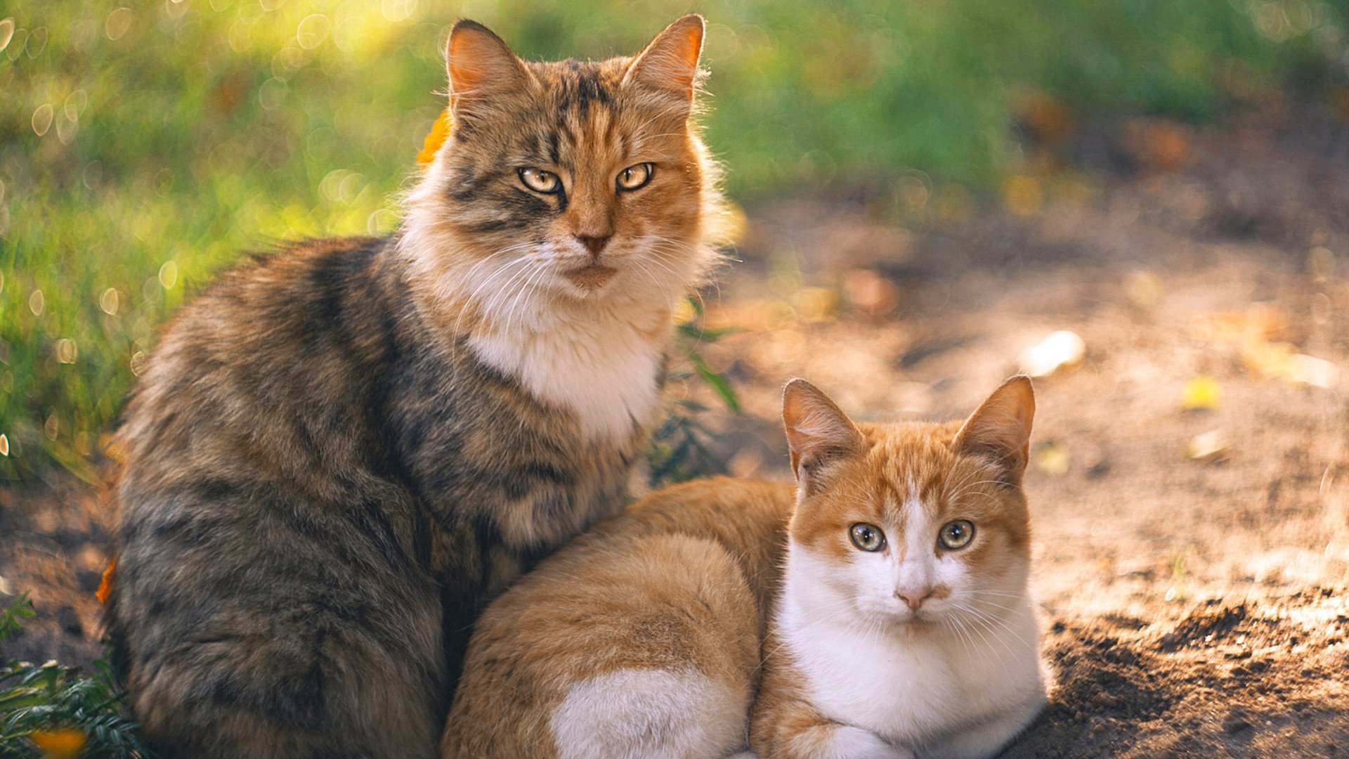 马克·阿特金森：利用快速反击打破僵局，帮助南非队迈向顶峰，马克·阿特金斯